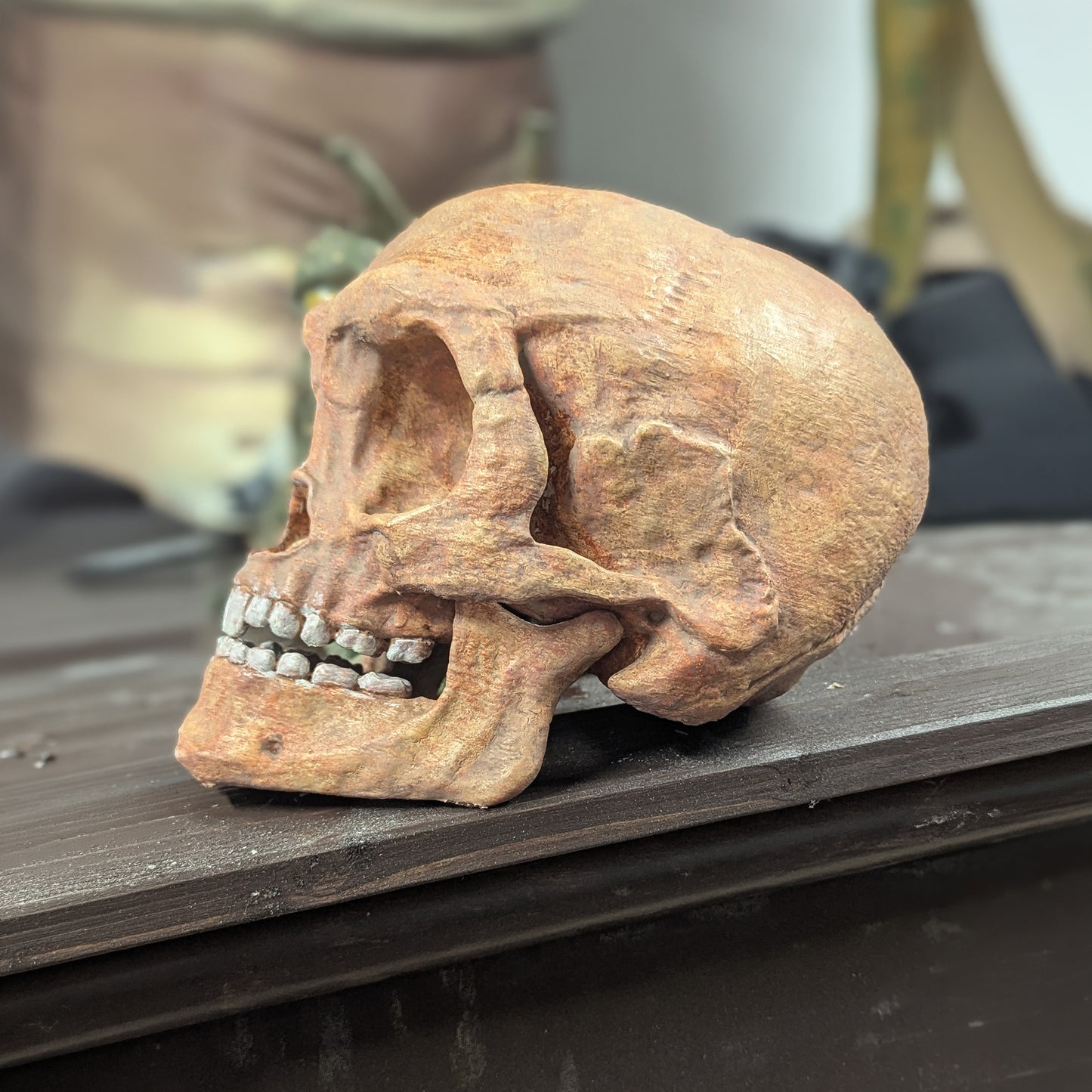 Forest Moon Bear Skull – Life Size Kit